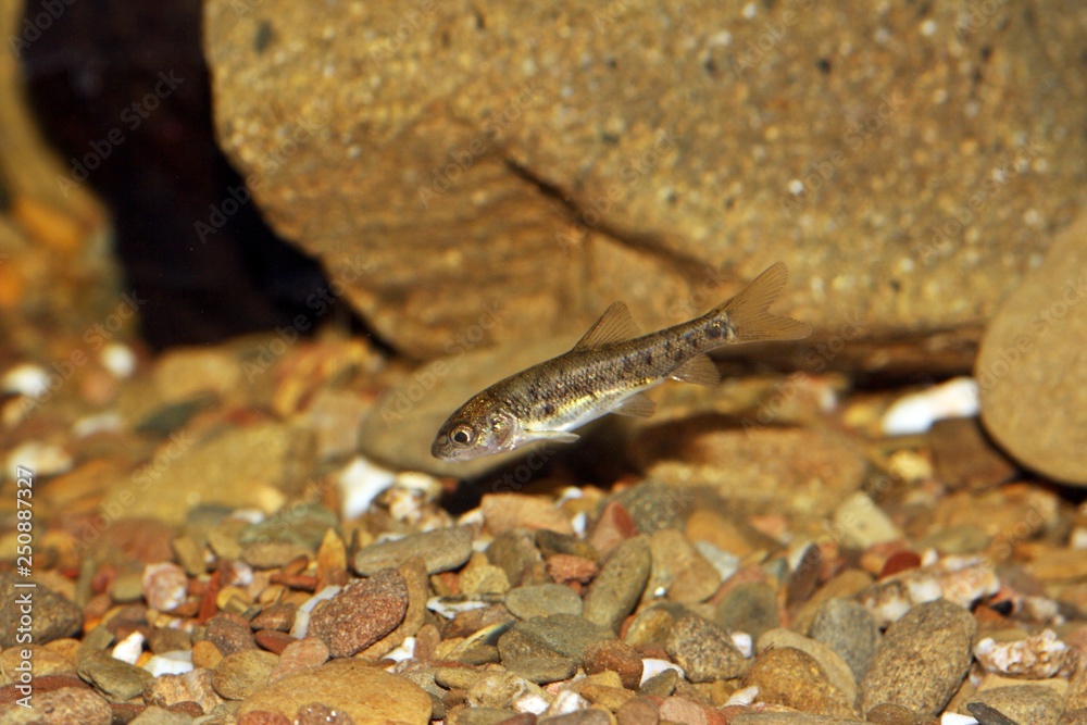 Fototapeta premium Alevín de Barbo (Luciobarbus sp.) pez de agua dulce del río Guadiana en España y Portugal.
