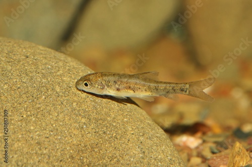 Alevín de Barbo (Luciobarbus sp.) pez de agua dulce del río Guadiana en España y Portugal.