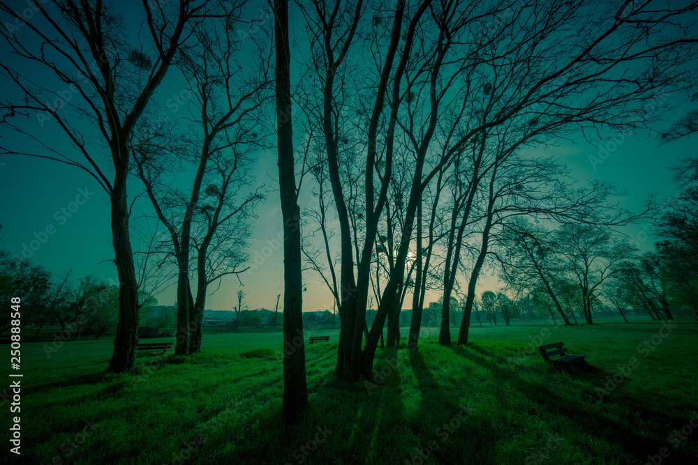 Toned photo of trees in city park at sunset Toned photo of trees in city park at sunset