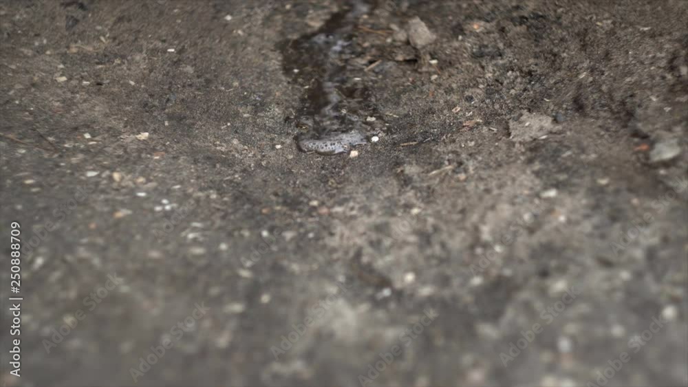 Urine flows through the ground close up. Peeing on the ground Urine flows through the ground close up. Peeing on the ground