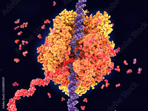RNA Polymerase II transcribing DNA into RNA.