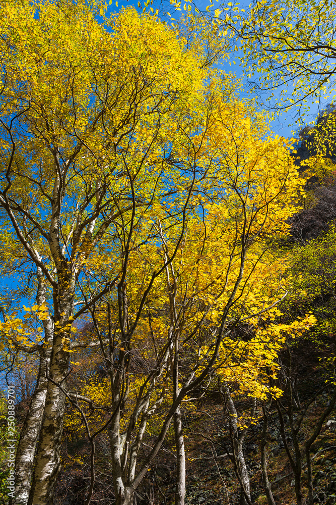 Golden autumn colors in the forest