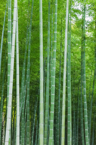 京都の竹林