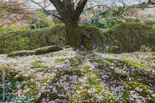Fototapeta Naklejka Na Ścianę i Meble -  庭に散った桜の花びら