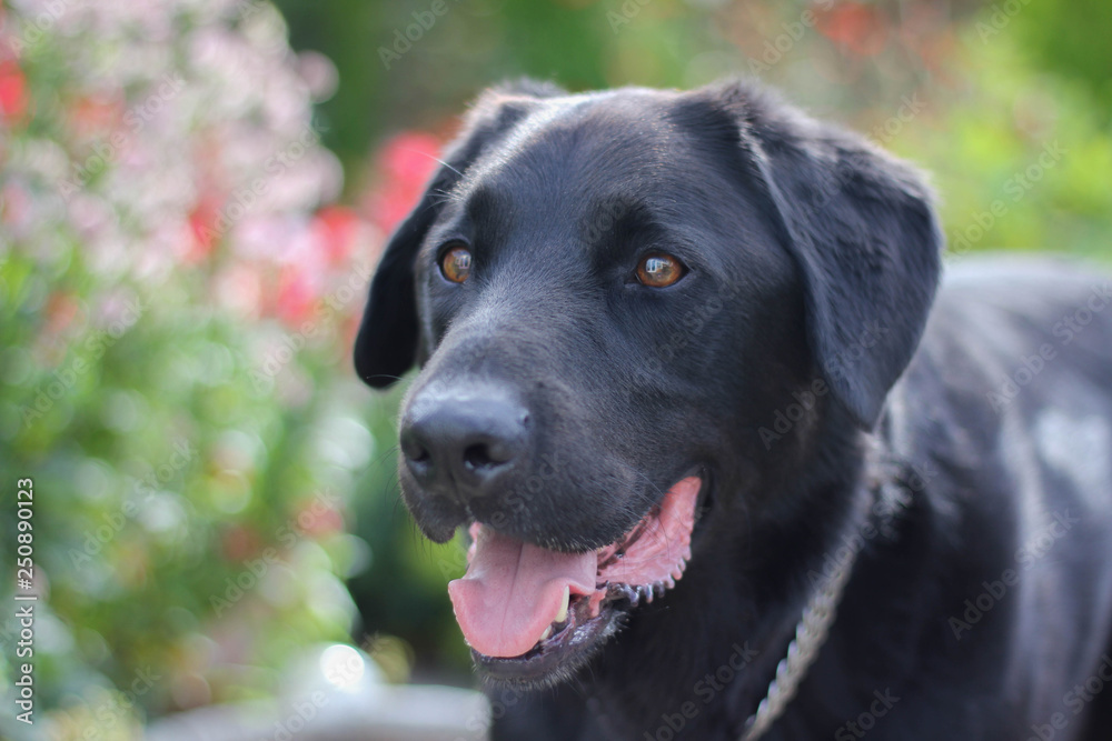 Black labrador in garden