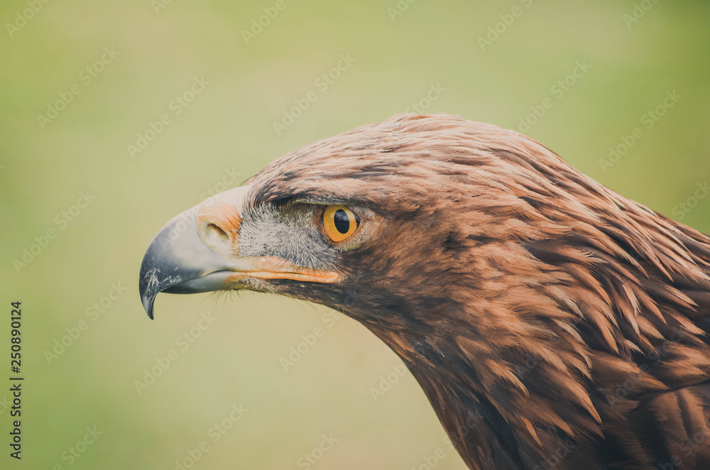 Naklejka premium Spectacular portrait of a real eagle. Animal