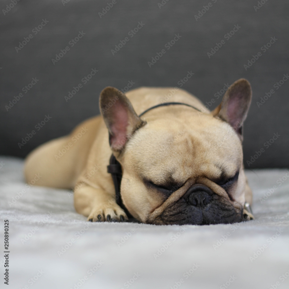French bulldog sleeping
