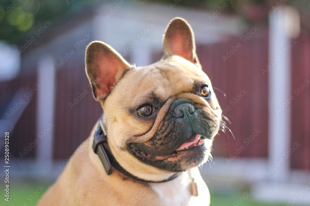 French bulldog Smiling In Garden