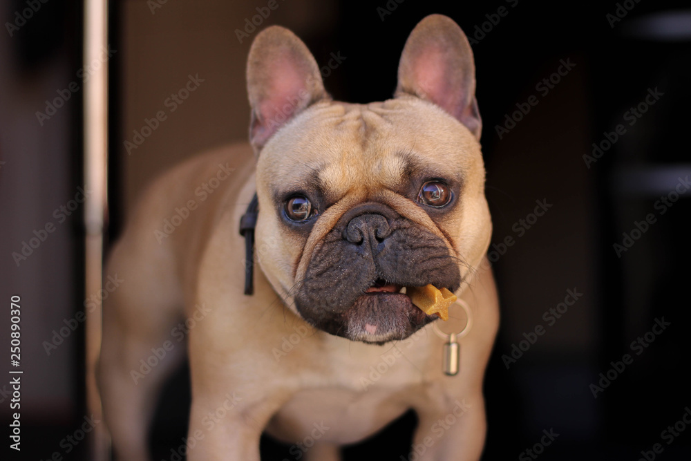 French bulldog With Treat French bulldog With Treat