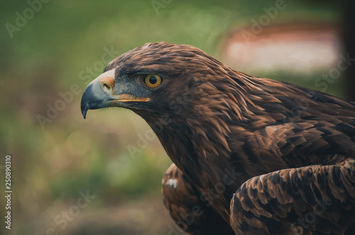 Spectacular portrait of a real eagle. Animal