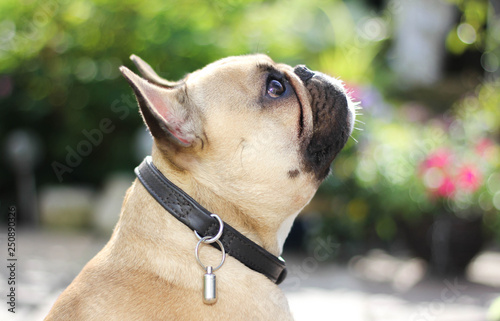 French bulldog Side Profile Garden