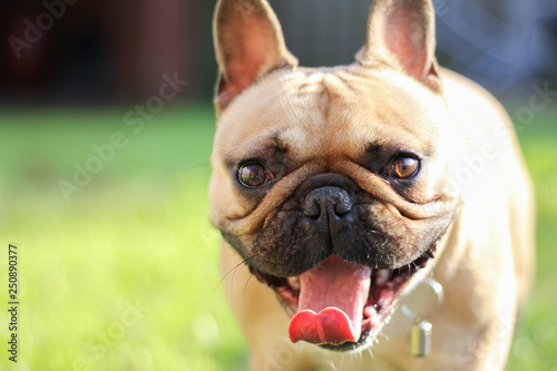 Fototapeta Naklejka Na Ścianę i Meble -  French bulldog Yawning In Garden