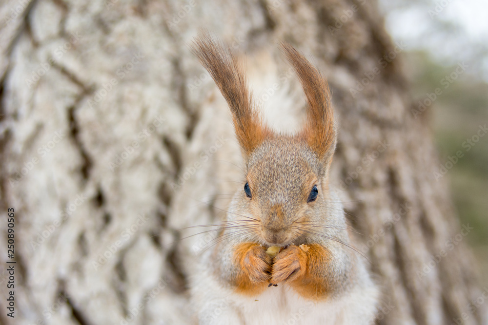 Fototapeta premium Red Eurasian squirrel sitting by a tree in a winter Park. Walk in the Park in winter.