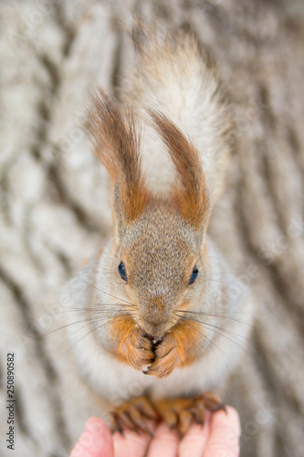 Red Eurasian squirrel sitting on his hand. Walk in the Park in winter.
