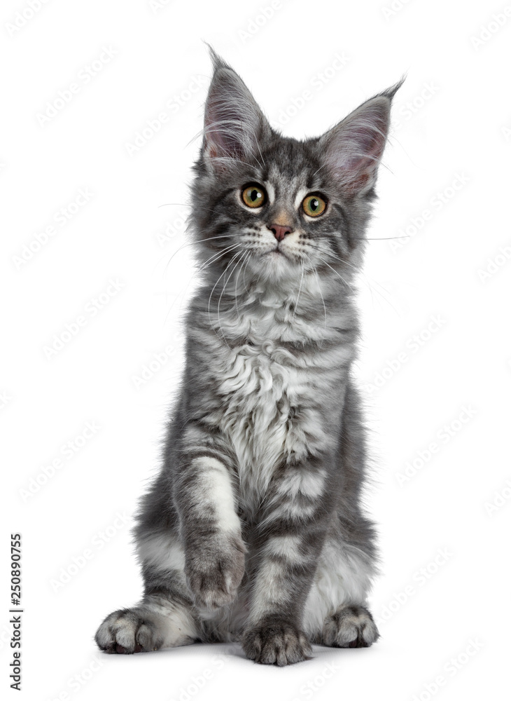 Very cute blue tabby Maine Coon cat kitten, sitting facing front. Looking at lens with pretty yellow and green eyes. Isolated on white background. Paw lifted in air for playing.