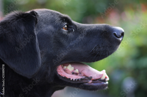 Black Labrador Collie close up profile