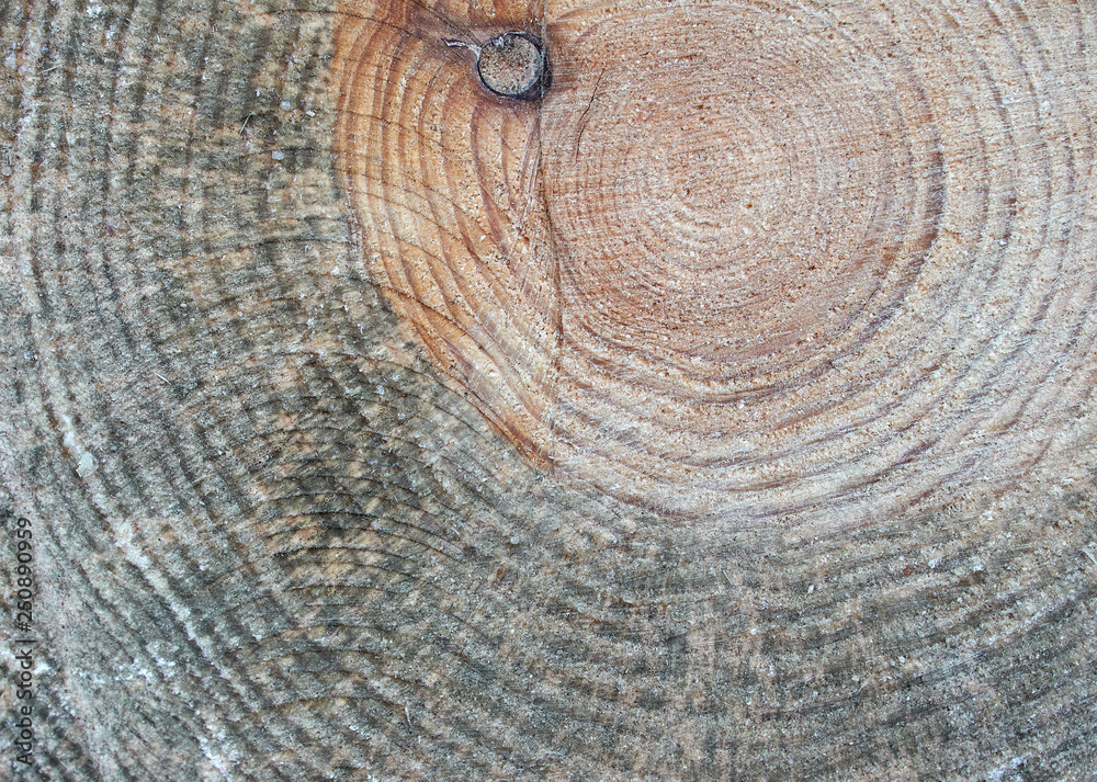 Fototapeta premium Cut log texture