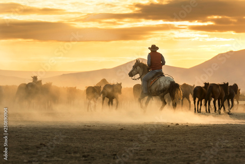 Foto the cowboy who runs a herd of wild horses