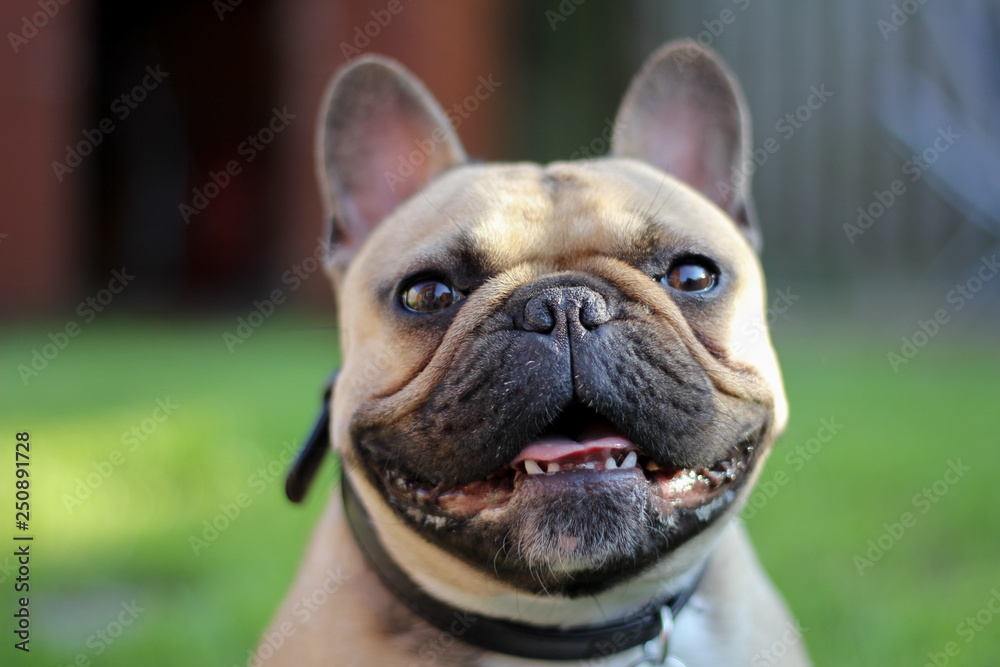 Healthy French Bulldog in garden with tongue out Healthy French Bulldog in garden with tongue out