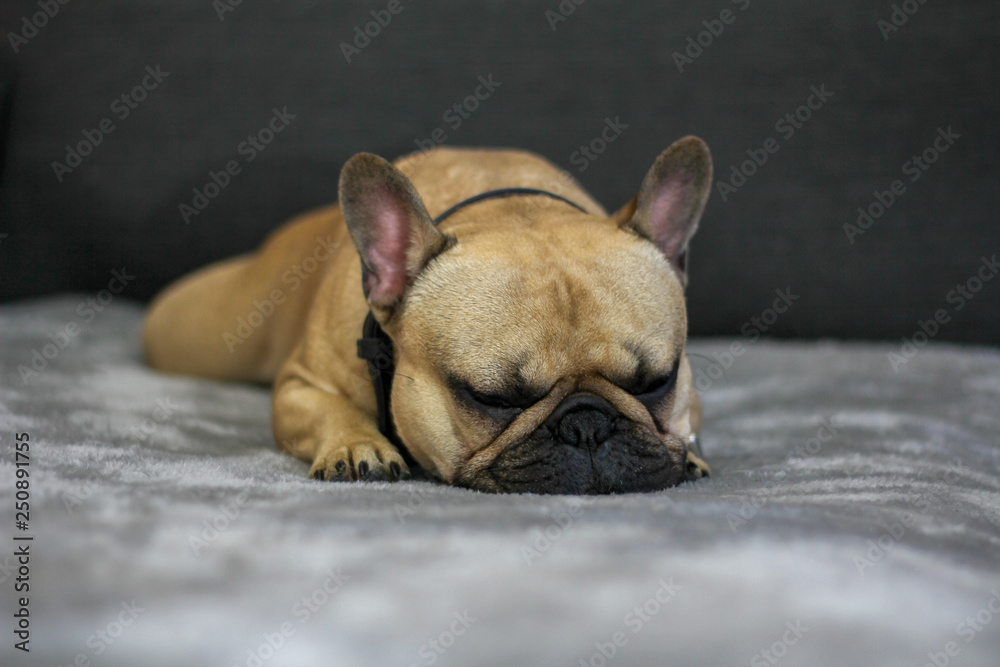 French Bulldog Sleeping on blanket