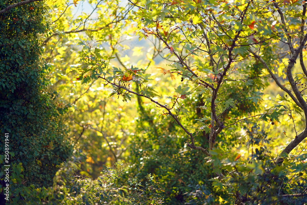 Nature in autumn at Meteora is a tourist attraction in more for its beauty and its charming colors Nature in autumn at Meteora is a tourist attraction in more for its beauty and its charming colors