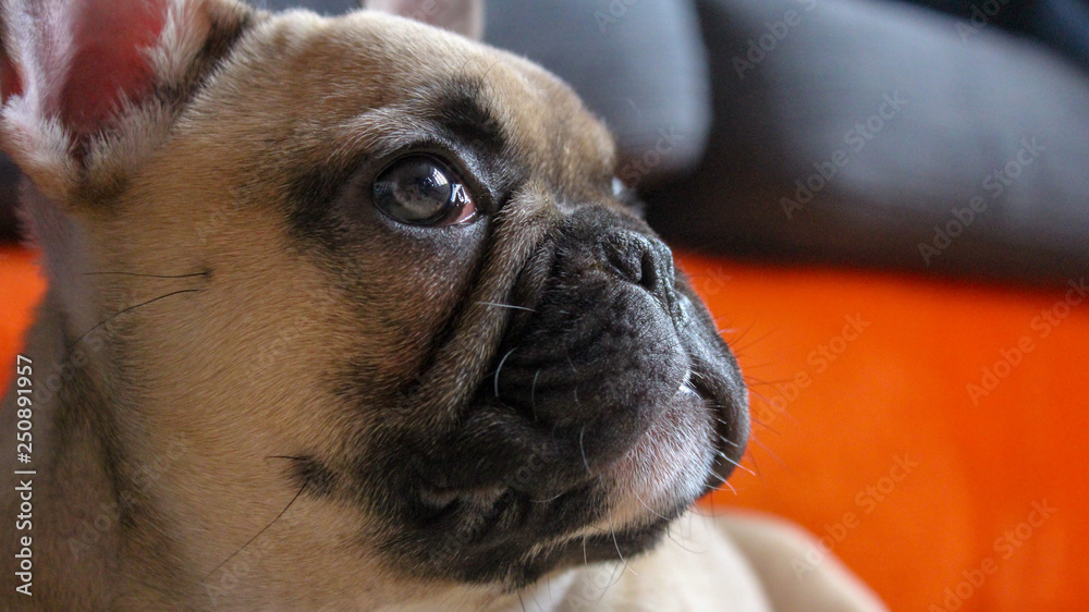 Young French bulldog puppy close up