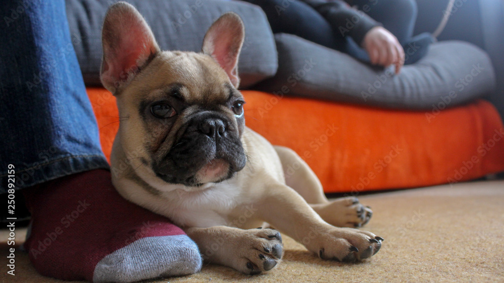 French bulldog puppy resting on foot French bulldog puppy resting on foot