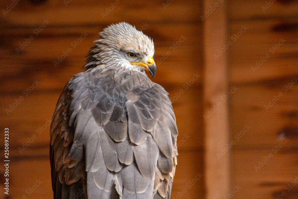 Fototapeta premium Hawk in Barn