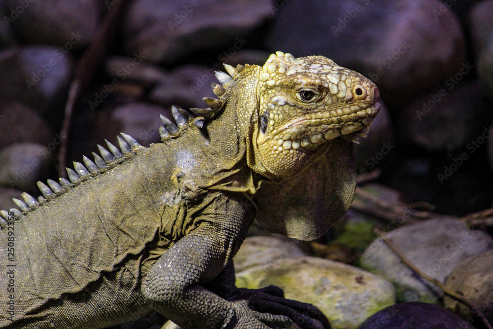 Iguana with Lighting