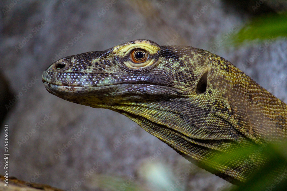 Fototapeta premium monitor lizard close up