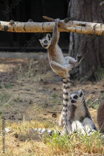 Ring Tailed Lemur hanging from a branch