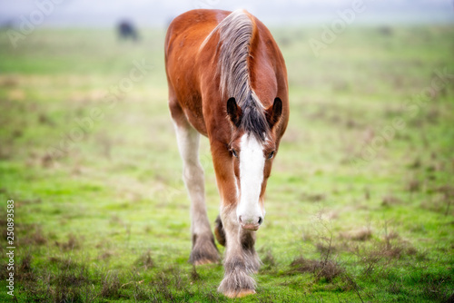 Horse in the Field