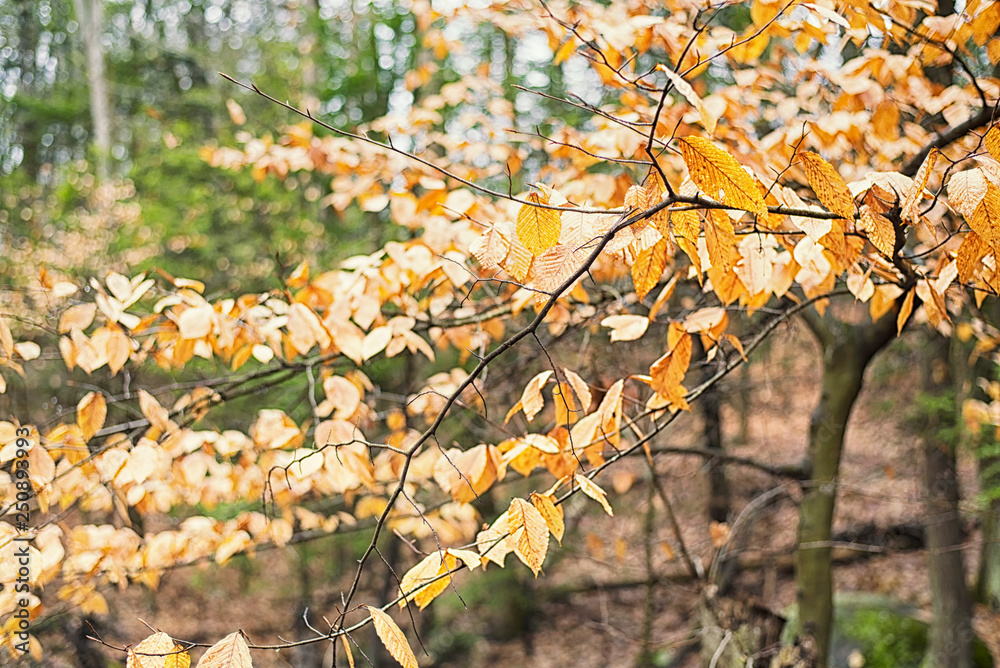 Beech Tree leaves autumn in New England Beech Tree leaves autumn in New England