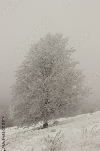 Frozen forest