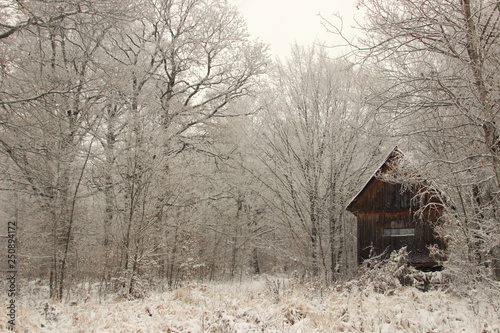 Frozen forest