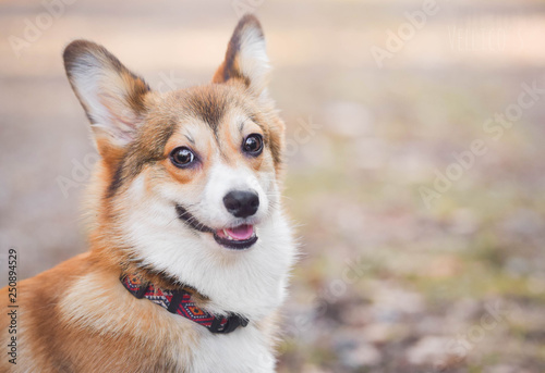 Welsh corgi pembroke puppy in a happy dog portrait  smiling and looking to the camera.