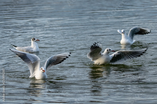 Group of seagulls flying over and landing on water