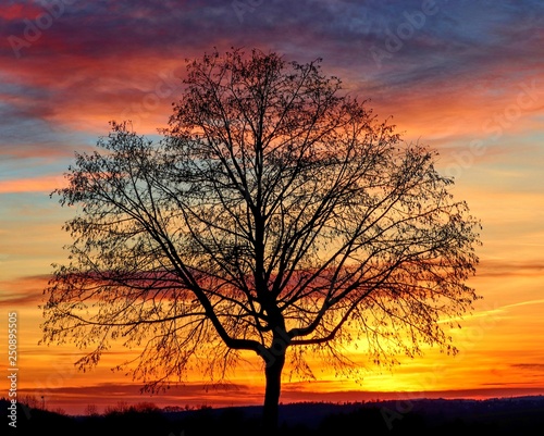 silhouette eines kahlen Baumes vor orangem Himmel