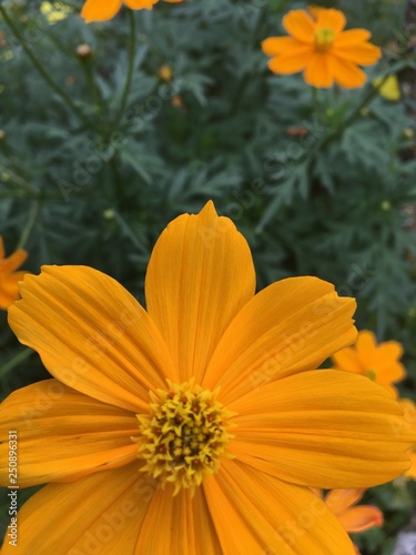 flor6