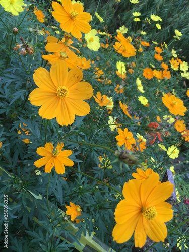 flor7