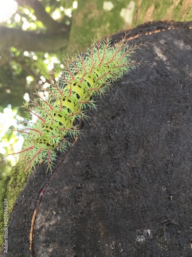 natural2