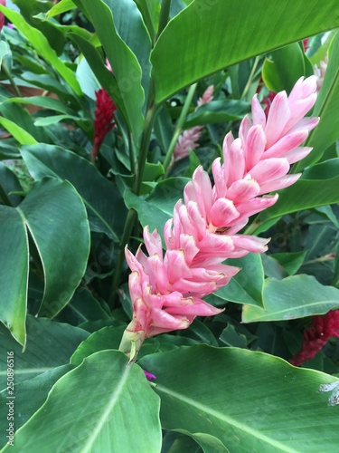 flor linda