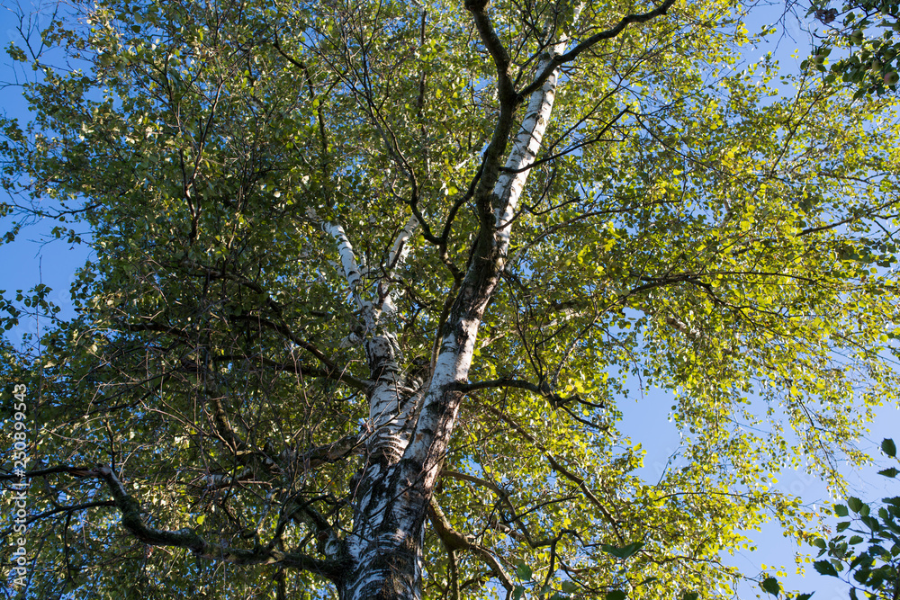 Obraz premium green leaves and branches of a birch against the deep blue sky