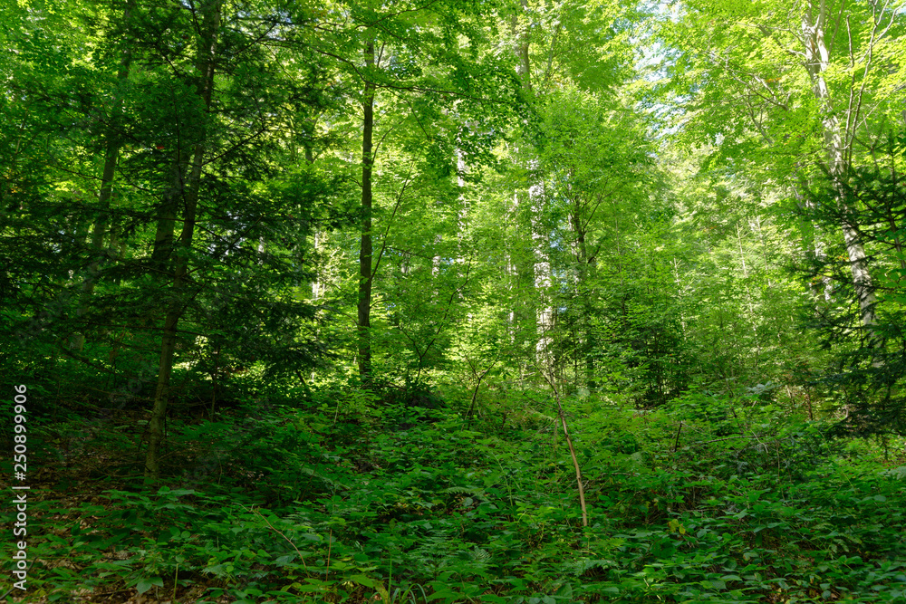 Wald aus Rotbuche, Schellerhau, Sachsen, Deutschland