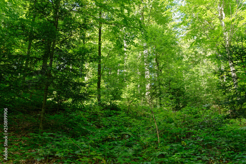 Wald aus Rotbuche  Schellerhau  Sachsen  Deutschland