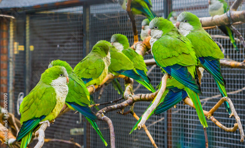 many monk parakeets sitting together on branches in the aviary, popular pets in aviculture, tropical birds from Argentina photo