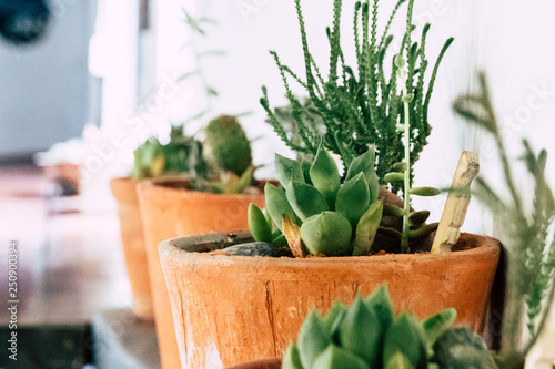 succulent plants in pots along a white wall