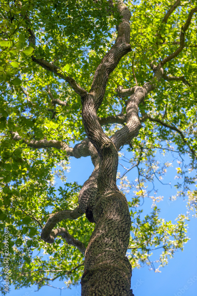 Fototapeta premium old oak tree