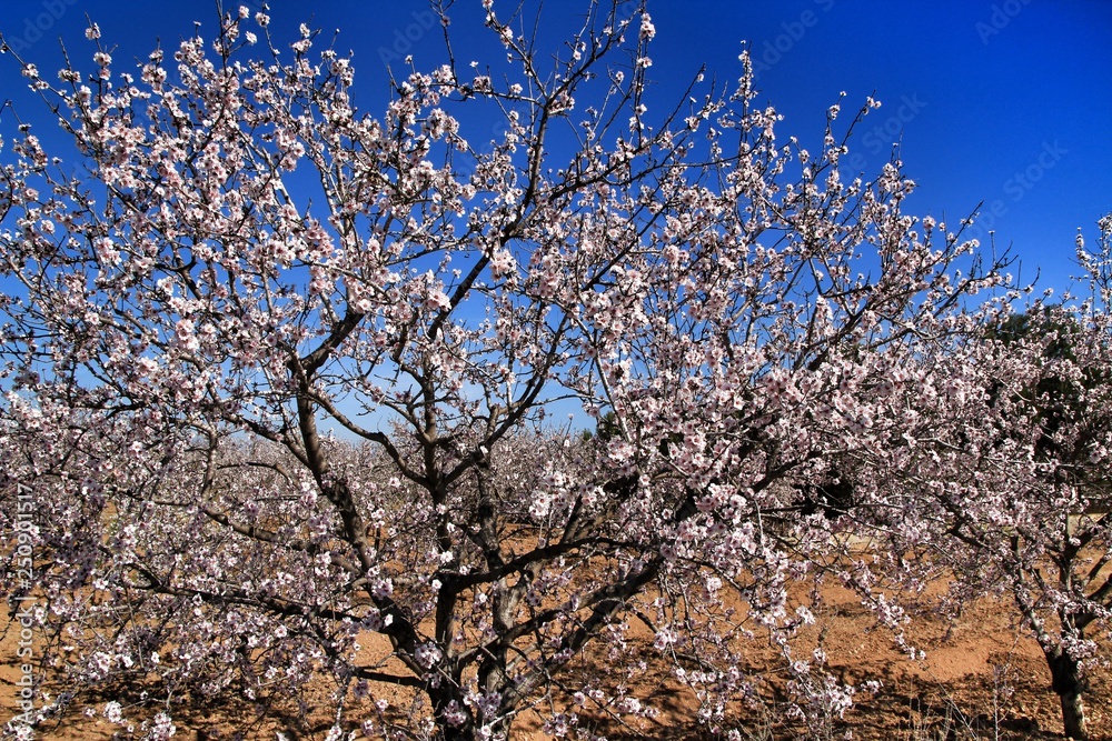 Almond trees in bloom under blue sky