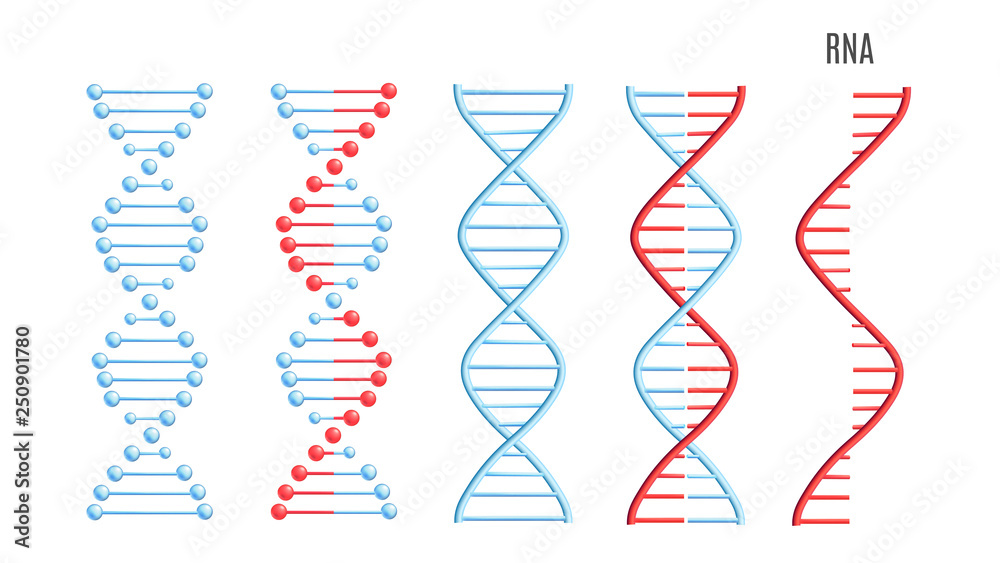 Vector DNA RNA molecule helix spiral code Stock Vector Adobe